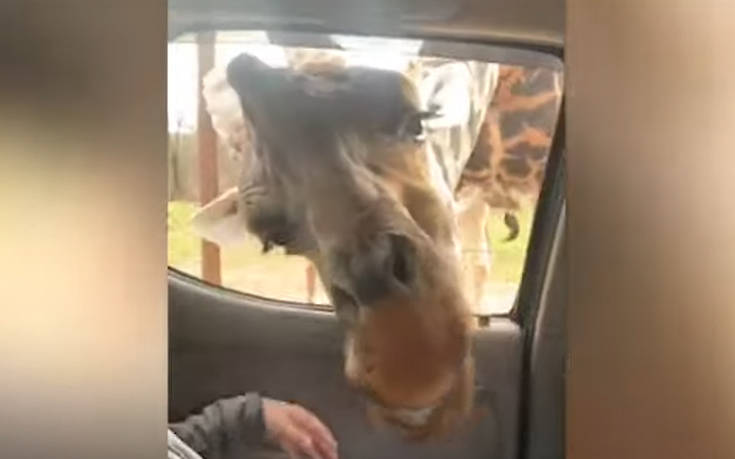 Όταν βρίσκεσαι αντιμέτωπος με πεινασμένα ζώα στο σαφάρι