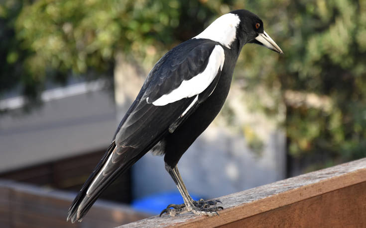 Το πουλί της Αυστραλίας που έμαθε να μιμείται τις… σειρήνες