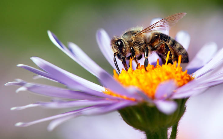 O λόγος που οι επιστήμονες παρακολούθησαν τις μέλισσες να κάνουν… εμετό