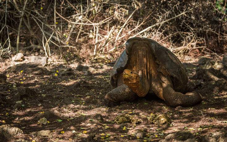 Η χελώνα που έσωσε το είδος της από την εξαφάνιση