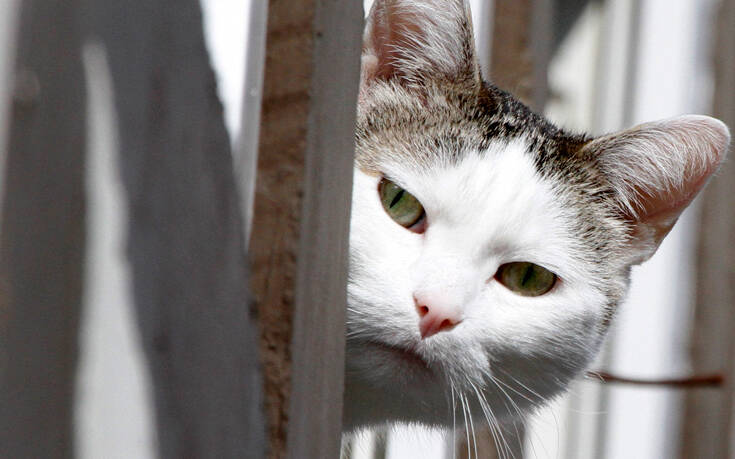 Κτηνωδία στη Λέσβο: 62χρονος σκότωσε γάτα με καλάμι ψαρέματος