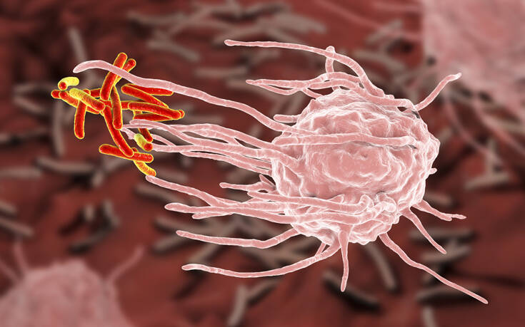 Τι παράξενο βρήκε νέα μελέτη για τα ανοσοκύτταρα