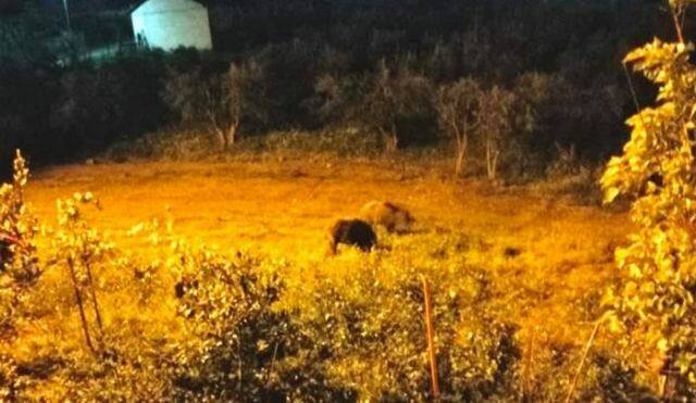 Τα αγριογούρουνα έφτασαν μέχρι τις αυλές στη Μακρακώμη