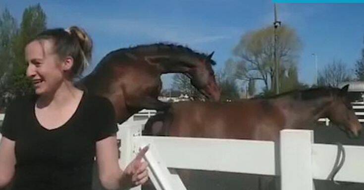 Θέλησε να τραβήξει βίντεο για τους μικρούς μαθητές της αλλά τα άλογα πρωταγωνιστές είχαν… ερωτική διάθεση