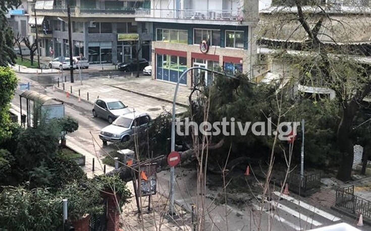Καιρός: Πτώση δέντρου στην Καλαμαριά – Έκοψε καλώδια της ΔΕΗ