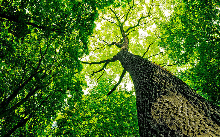 Η Γη βιώνει μία δραματική αλλαγή: Η κλιματική αλλαγή αλλάζει τα δάση και κονταίνει τα δέντρα