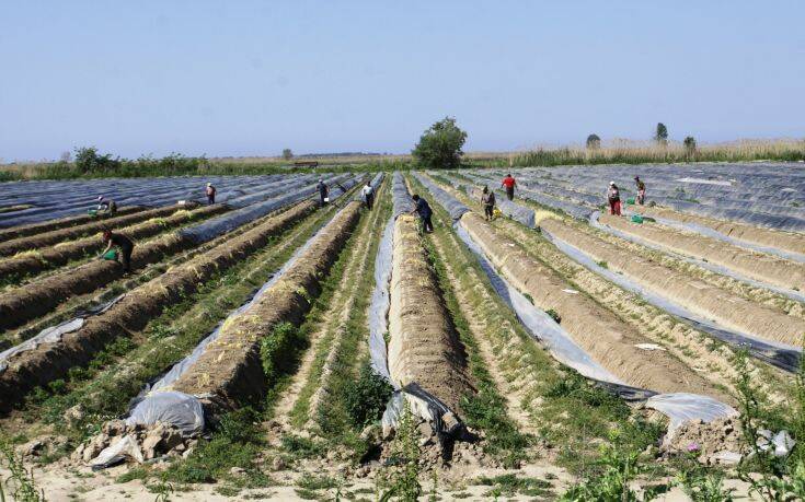 Κορονοϊός και βροχοπτώσεις μπλοκάρουν τις εξαγωγές σπαραγγιού