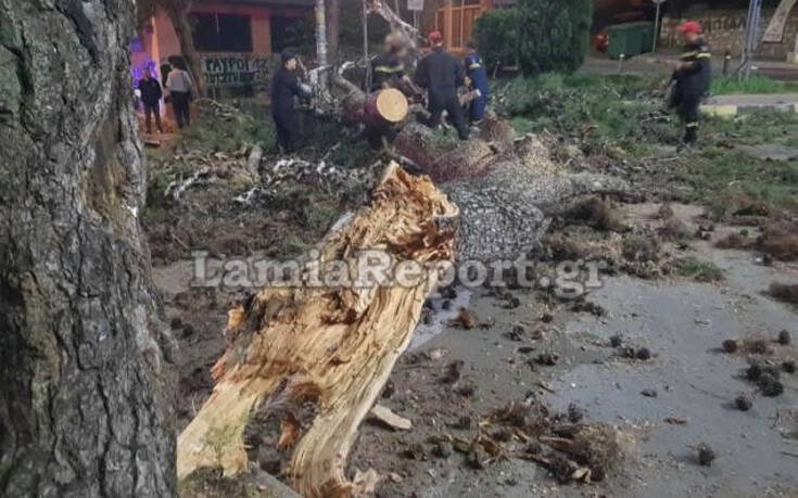 Λαμία: Τεράστιο πεύκο έπεσε σε δρόμο της πόλης &#8211; Από θαύμα γλίτωσε κάτοικος