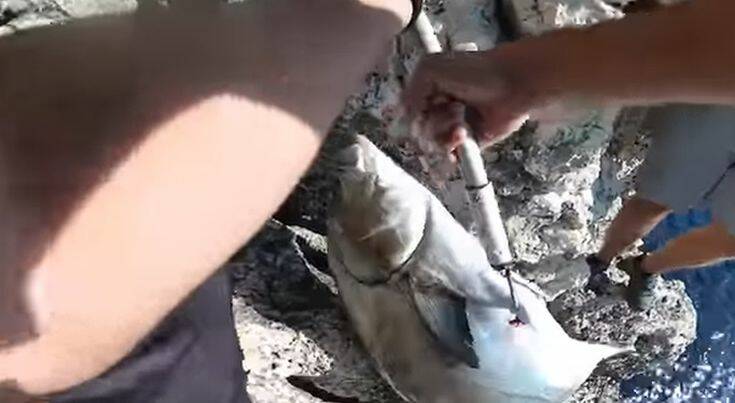Με το στόμα ανοικτό έμειναν δύο ερασιτέχνες ψαράδες όταν έβγαλαν «λίτσα» 24 κιλών – Δείτε το βίντεο της «μάχης» με το ψάρι