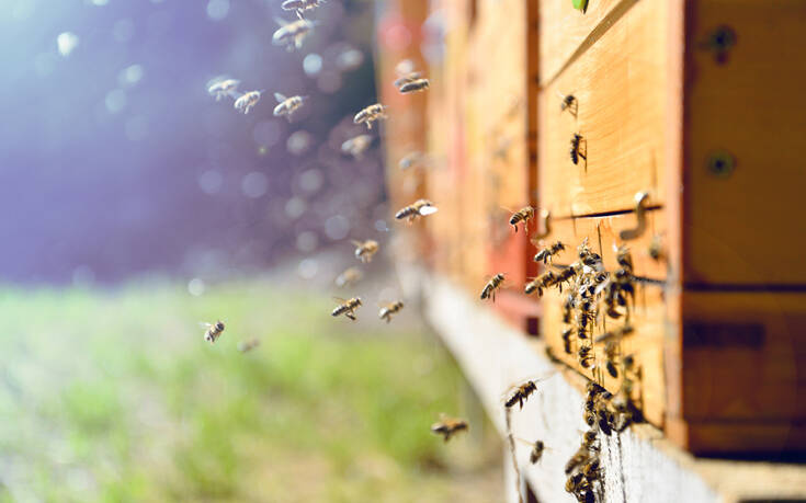 Χαλκιδική: Ανοίγει το πρώτο επισκέψιμο για το κοινό μελισσοκομείο