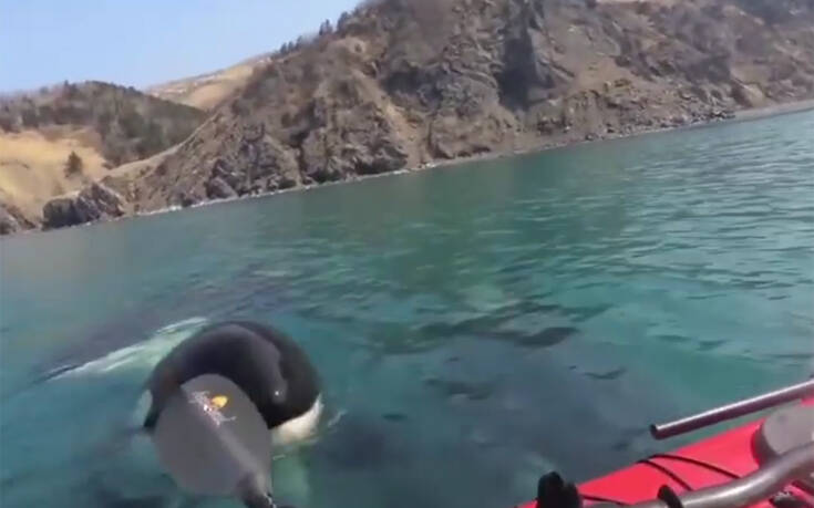 Τρομακτικό βίντεο με φάλαινες-δολοφόνους που πλησίασαν δύο άνδρες σε καγιάκ