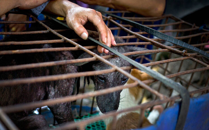 Αρχίζει στην Κίνα το φρικτό φεστιβάλ κατανάλωσης κρέατος σκύλου