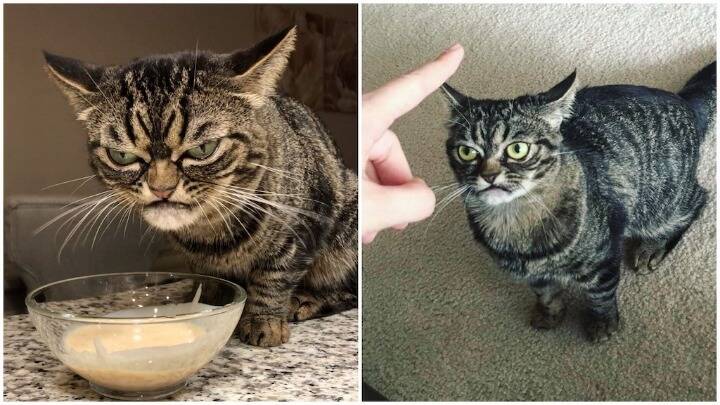 Η «Angry Kitzia» είναι η διάδοχος της πιο μουτρωμένης γάτας