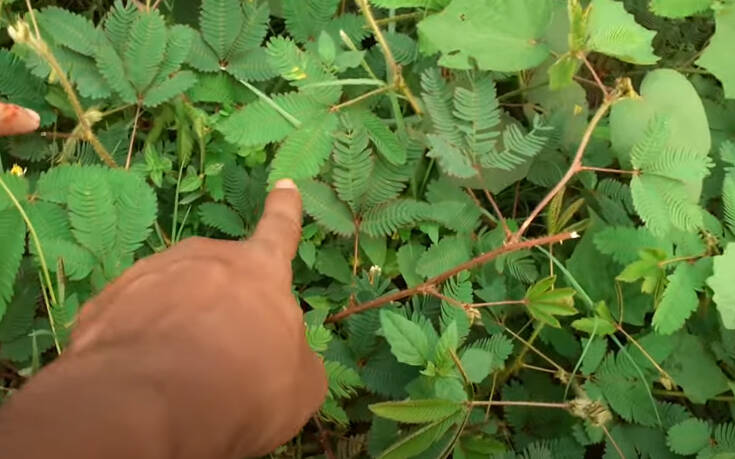 Φυτά που&#8230; αντιδρούν στο ανθρώπινο άγγιγμα