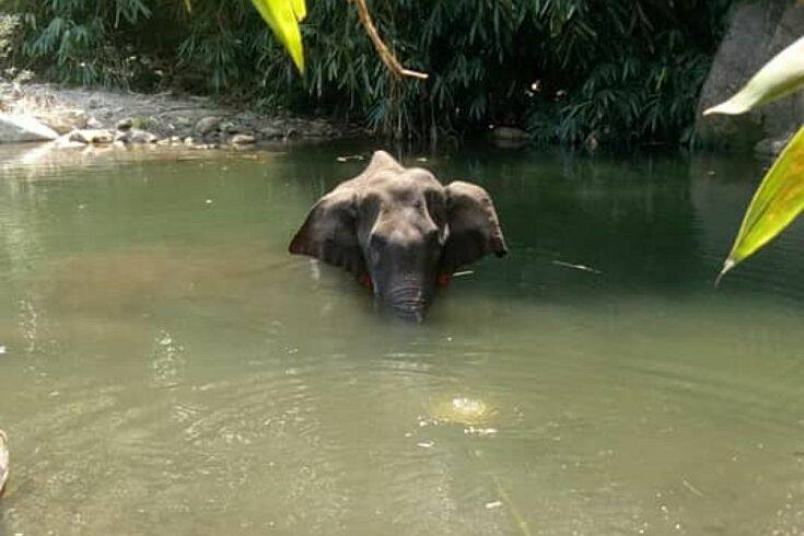 Ινδία: Συνελήφθη ένας ύποπτος για τον θάνατο της εγκύου ελεφαντίνας από κροτίδα