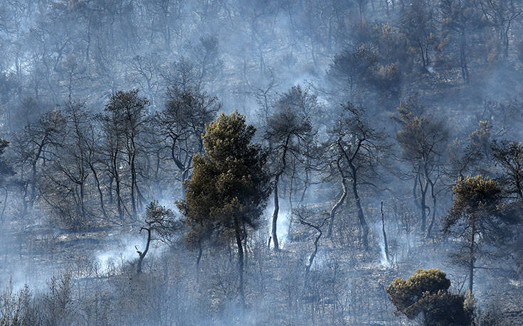 Πυροσβεστική: 37 δασικές πυρκαγιές σημειώθηκαν το τελευταίο 24ωρο
