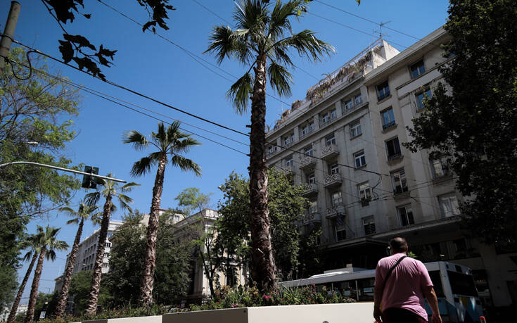 Εικόνες από την… εξωτική Πανεπιστήμιου που γέμισε φοίνικες