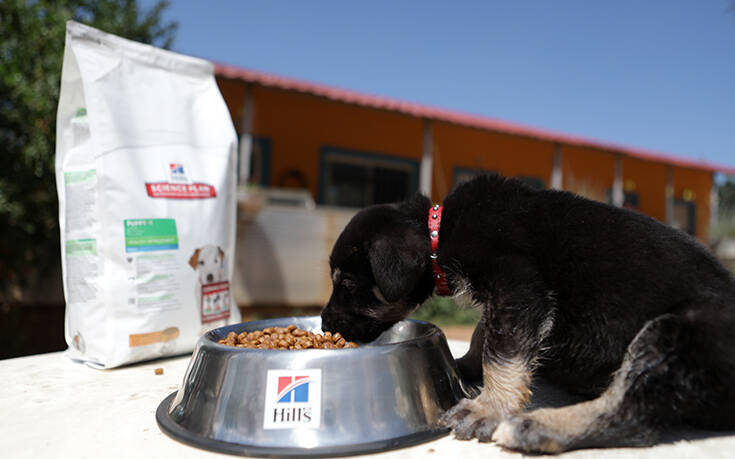 Η HILL’S στηρίζει τα καταφύγια και τα σωματεία αδέσποτων ζώων σε όλη τη Ελλάδα