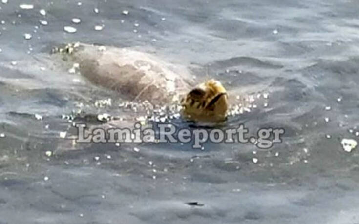 Εικόνες από τραυματισμένη καρέτα &#8211; καρέτα που βγήκε σε παραλία της Φθιώτιδας