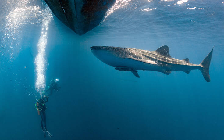 Η στιγμή που λευκός καρχαρίας επιτίθεται και πνίγει μεγάπτερη φάλαινα