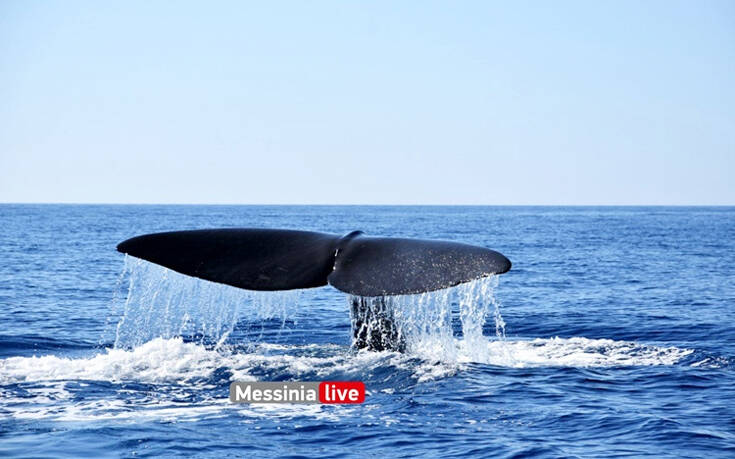Έκαναν βόλτα με το σκάφος και είδαν δίπλα τους μια φάλαινα-φυσητήρα 20 μέτρων