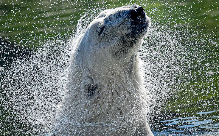 Белый медведь освежается в воде жарким летом в среду, август Associated Press, лучшие фотографии недели