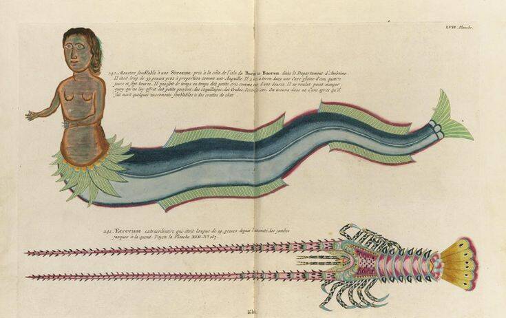 Online πλέον οι «Ιχθύες, καραβίδες και αστακοί&#8230;», έγχρωμες απεικονίσεις της θαλάσσιας ζωής από τον 18ο αιώνα