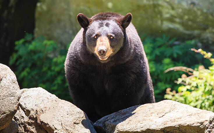 Τι πρέπει να κάνεις αν συναντήσεις αρκούδα για να αποφύγεις την επίθεση