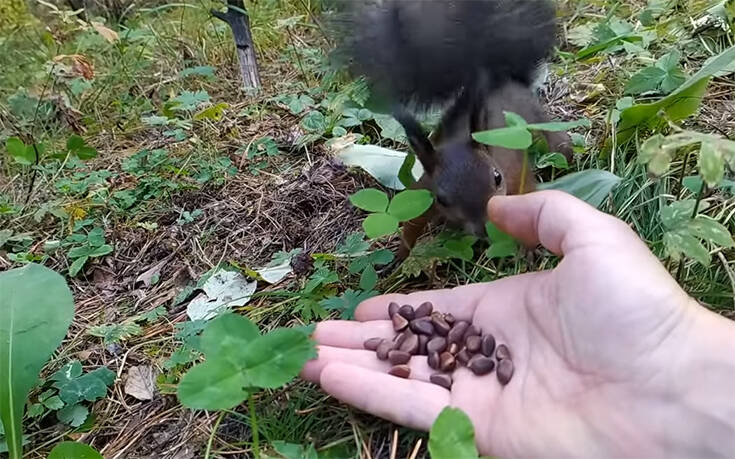 Η μοναδική αντίδραση ενός σκίουρου που του προσφέρουν ένα σνακ