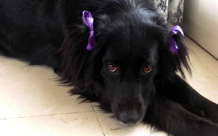 Άτμα, η σκυλίτσα που χάθηκε στην Άνδρο &#8211; Έκκληση από τον ιδιοκτήτη της