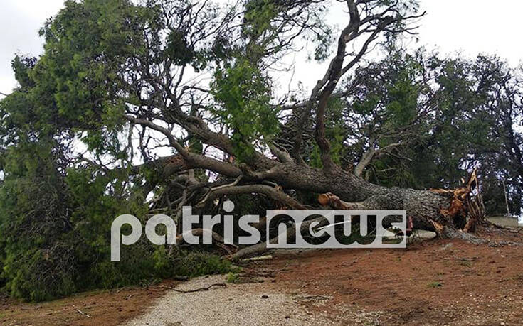 Τρόμος για γυναίκα σε κάμπινγκ στη Νότια Ηλεία &#8211; Δέντρο έπεσε επάνω στη σκηνή της