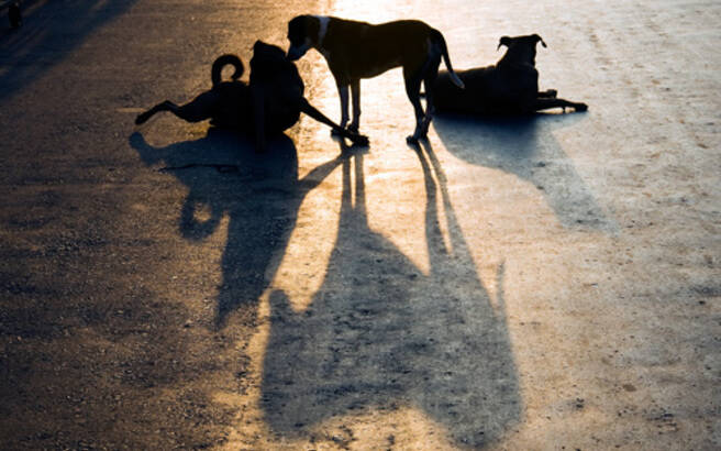 Αγέλη σκύλων επιτέθηκε σε 17χρονη στη Θεσσαλονίκη: «Είχε τα χέρια ψηλά για να μη τη δαγκώσουν στο λαιμό»