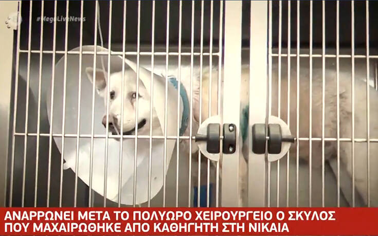 Βίντεο από την κτηνωδία στη Νίκαια: Οι στιγμές μετά την επίθεση στον σκύλο με σουγιά