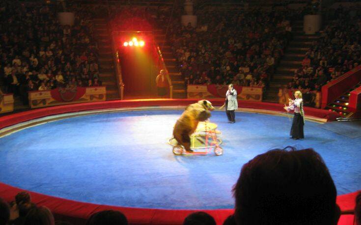 Αρκούδα σκότωσε υπάλληλο του Μεγάλου Τσίρκου της Μόσχας