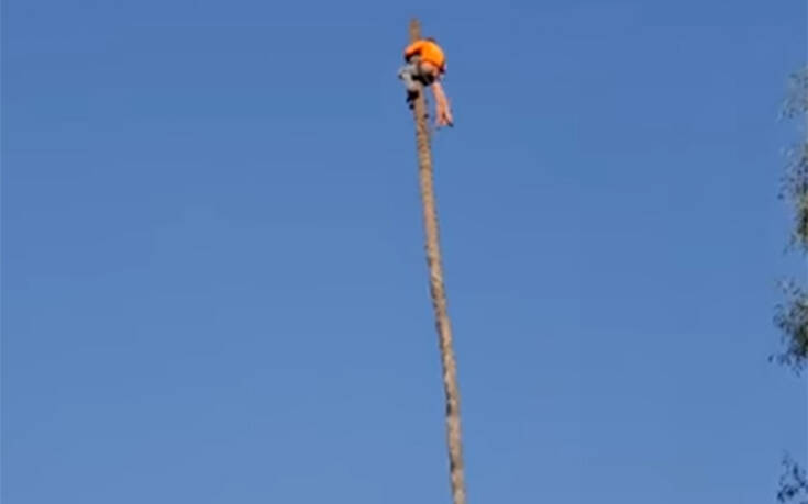 Δαμάζοντας έναν θεόρατο φοίνικα