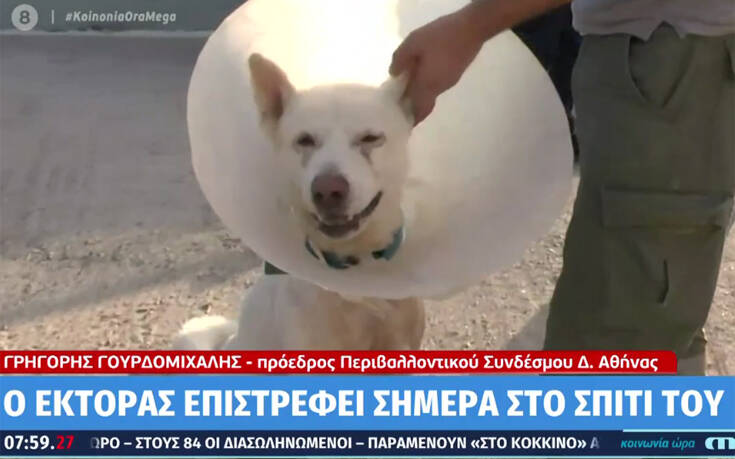 Σπίτι του επιστρέφει ο σκύλος που μαχαιρώθηκε βάναυσα στη Νίκαια