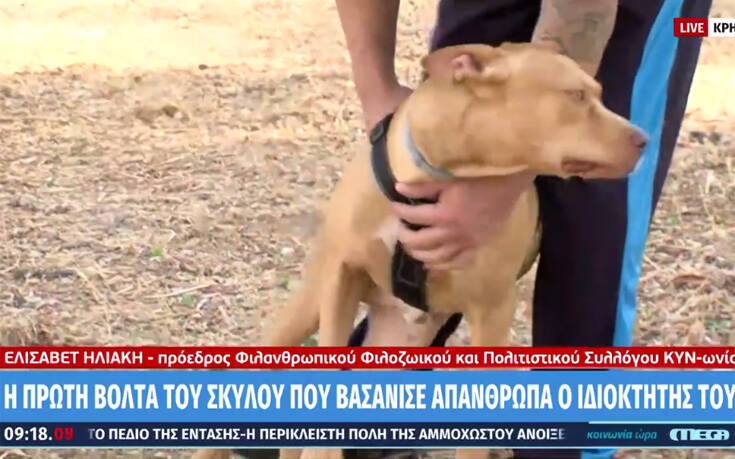 Νέο ξεκίνημα για τον σκύλο που βασανίστηκε άγρια από τον ιδιοκτήτη του στην Κρήτη