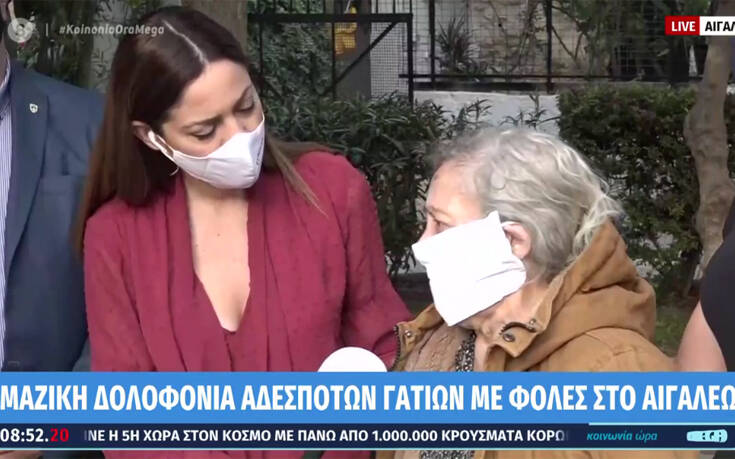 Κτηνωδία στο Αιγάλεω: Δηλητηρίασαν μαζικά αδέσποτες γάτες – Συγκινεί η ηλικιωμένη που τις φρόντιζε