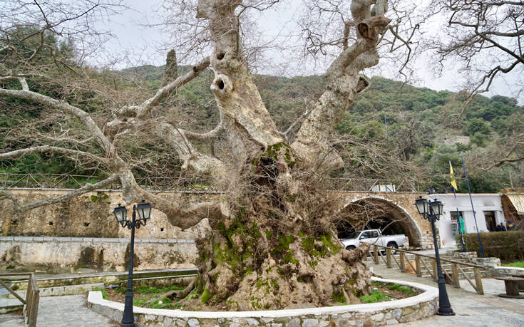 Το χωριό της Κρήτης με ένα από τα πέντε μεγαλύτερα δέντρα στην Ευρώπη – Newsbeast