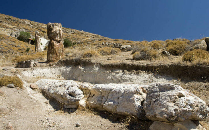 Ακόμη 14 απολιθωμένα δέντρα βρέθηκαν στη Λέσβο: Μαρτυρούν την έκρηξη ηφαιστείων πριν από 18 εκατ. χρόνια