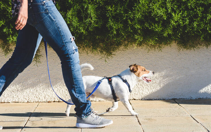 Πολύ μεγαλύτερο κίνδυνο να κολλήσουν κορονοϊό έχουν όσοι βγάζουν βόλτα τον σκύλο τους