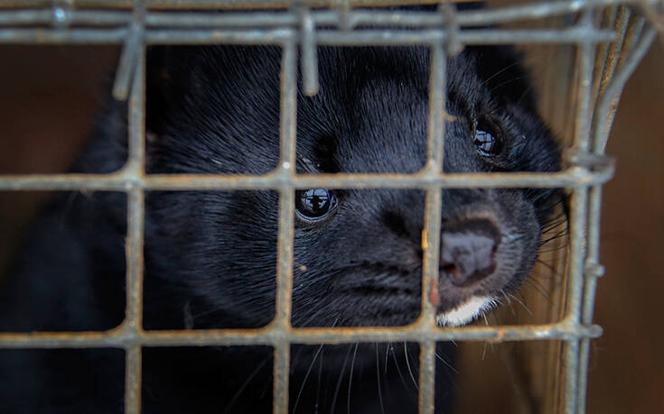 Πολωνία: Εντοπίστηκε σε εκτροφείο βιζόν στέλεχος κορονοϊού που μπορεί να μεταδοθεί σε ανθρώπους