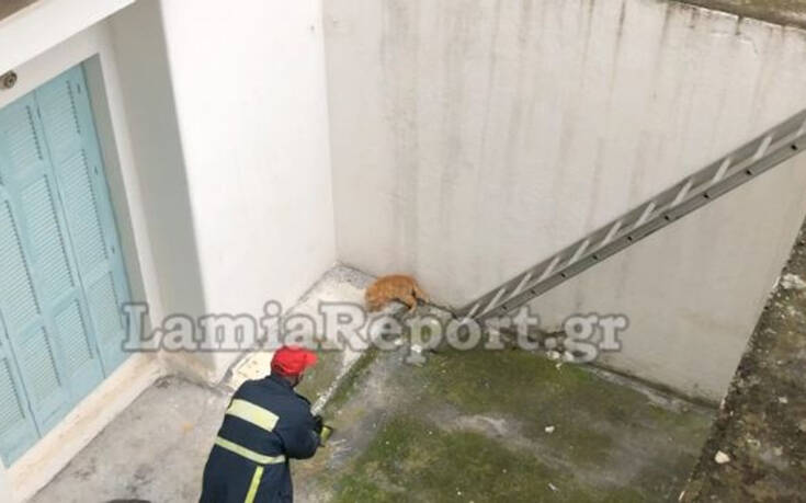Επιχείρηση για τον απεγκλωβισμό&#8230; γάτας στη Λαμία: Η πυροσβεστική της έβαλε σκάλα για να σκαρφαλώσει