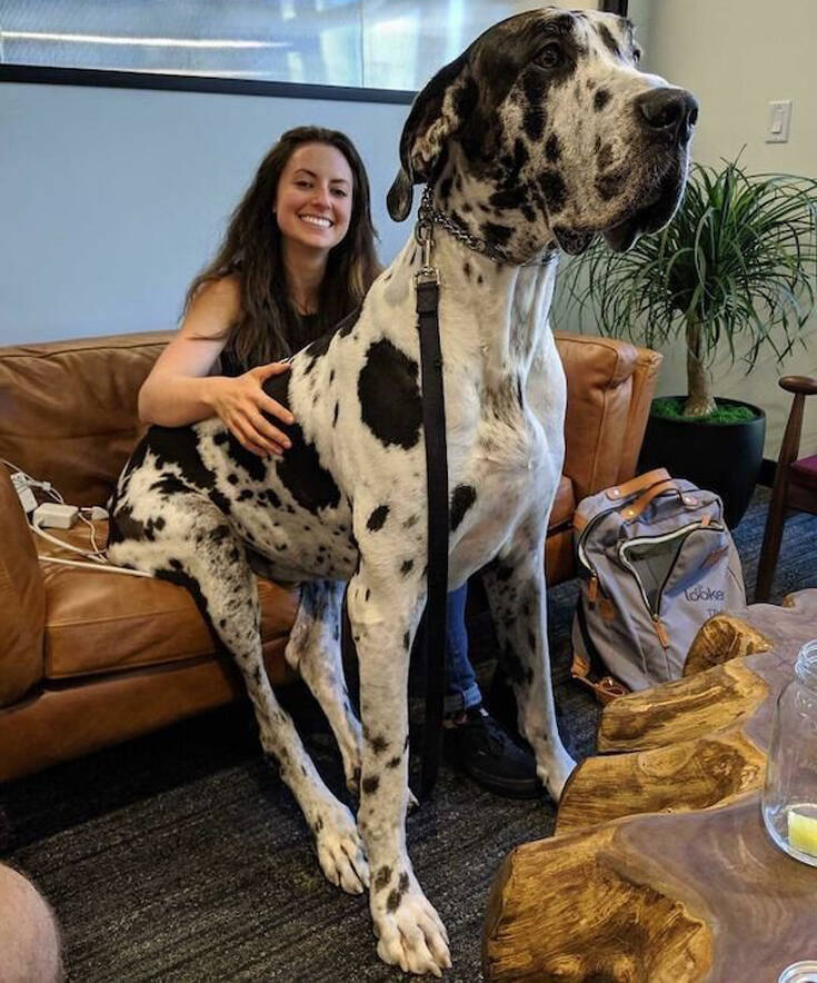 Σκύλοι πιο μεγάλοι από τους ιδιοκτήτες τους