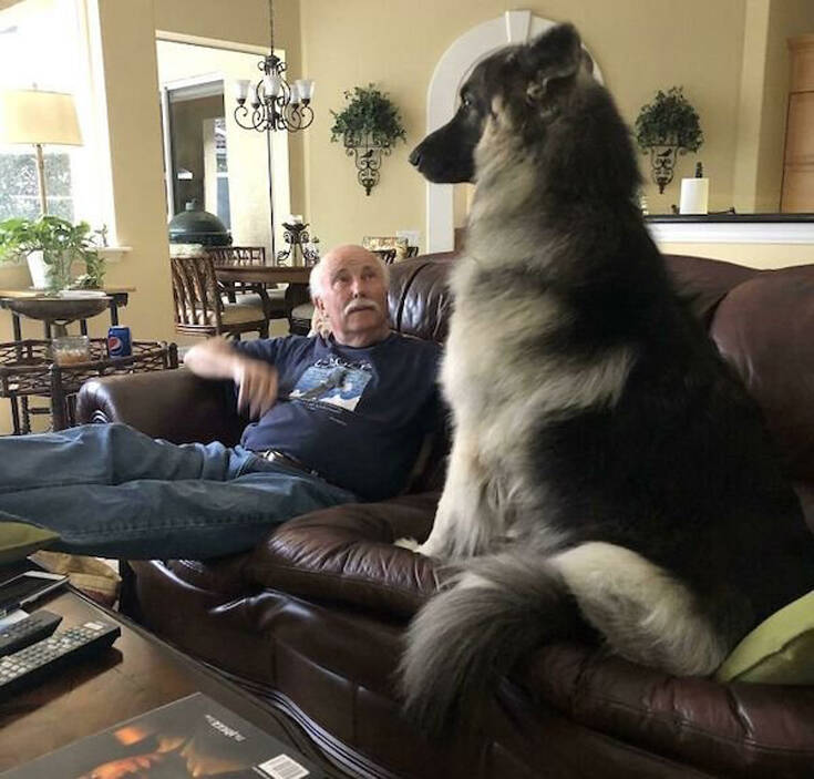 Σκύλοι πιο μεγάλοι από τους ιδιοκτήτες τους