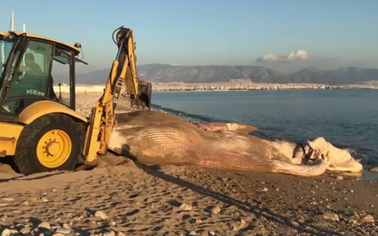 Πειραιάς: Νεκρή φάλαινα ξεβράστηκε στην Φρεαττύδα