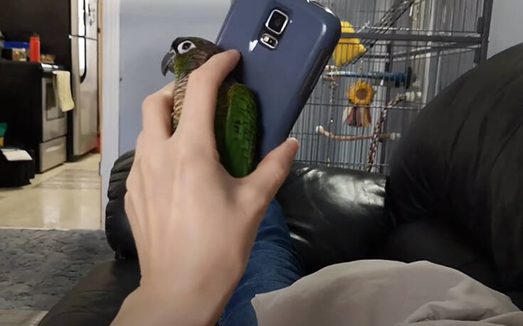 Όταν το κατοικίδιό σου δεν αγαπάει τα κινητά