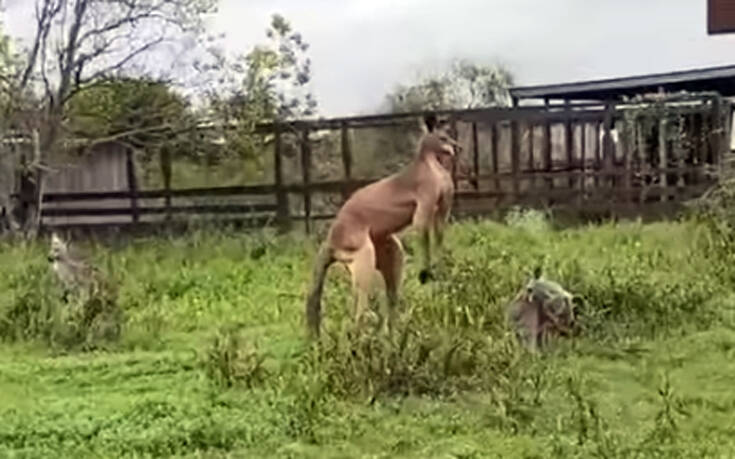 Το καγκουρό&#8230; bodybuilder