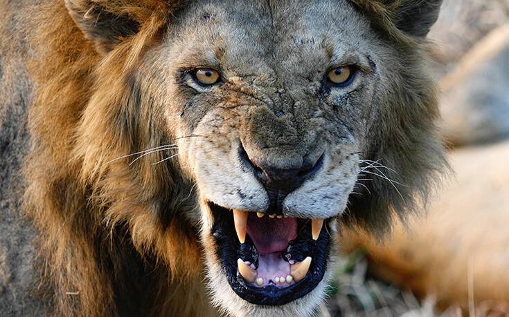 Η απίστευτη μάχη ερευνητή με πεινασμένο λιοντάρι: Έριξε μπουνιά στο πρόσωπο του ζώου