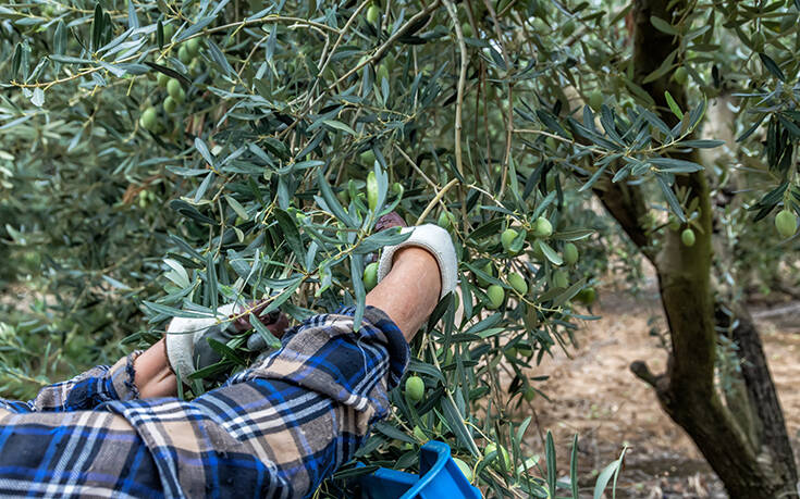 Τι ισχύει για τις ενισχύσεις και αποζημιώσεις των ελαιοπαραγωγών και αμπελουργών